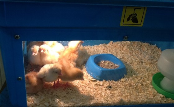 Chicks in the Nursery!