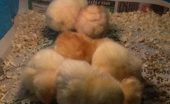 Chicks at nursery day 3