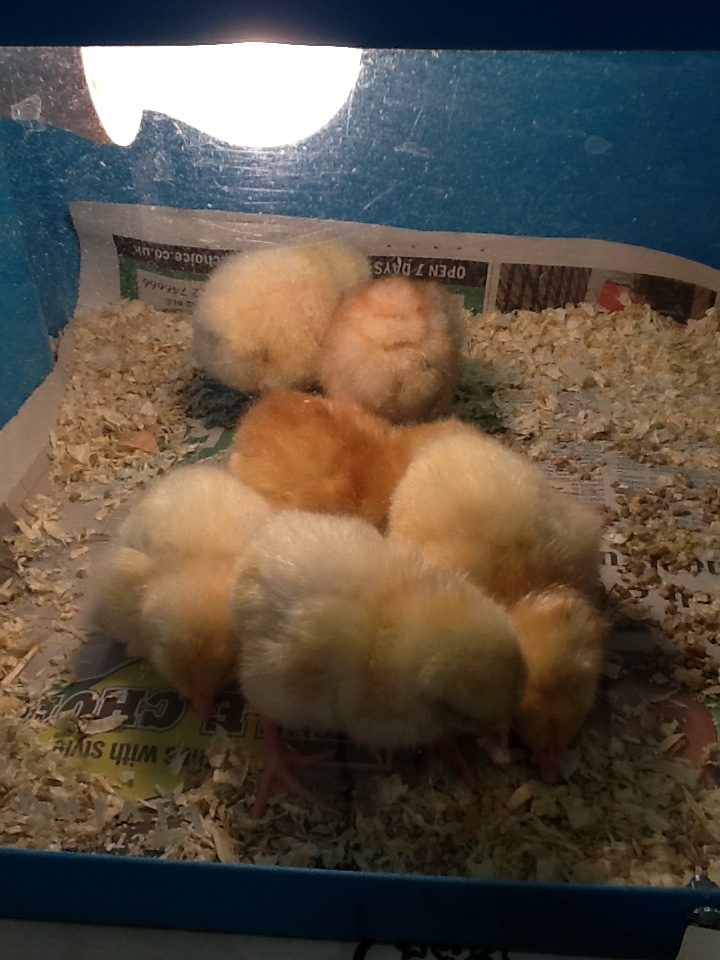 Chicks at nursery day 3
