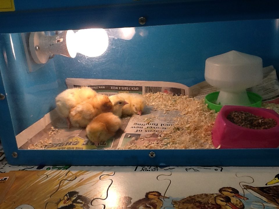 Chicks at nursery Day 2